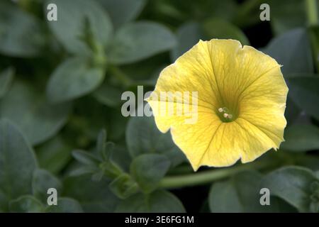 Fleur de pétunia jaune vif (pétunia x hybrida) en pleine floraison, mettant en valeur des pétales de couleur citron sur un feuillage vert doux. Banque D'Images
