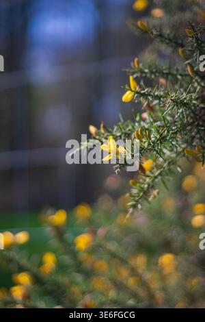 Plein cadre gros plan de gorse (Ulex / common gorse) fleurs jaunes vibrantes remplissant l'image au printemps Banque D'Images