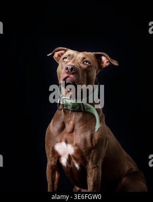 Chien brun fort regardant en studio sur fond noir Banque D'Images