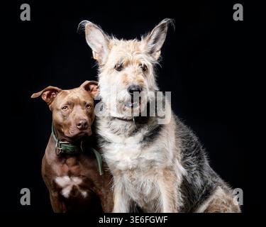 Portrait de deux chiens sur fond noir – Terrier et Brown Pit Bull assis ensemble Banque D'Images