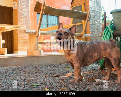Le bouledogue français se tient vigilant devant une maison. Son manteau bringé brille à la lumière naturelle du soleil. Son expression véhicule la curiosité, le calme, un Banque D'Images
