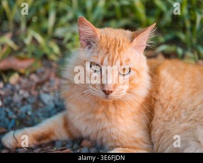 Chat tabby orange se repose calmement sur le gravier, les yeux à moitié fermés. La lumière douce du soleil met en valeur sa fourrure moelleuse et ses moustaches. Le chat semble détendu, légèrement endormi Banque D'Images