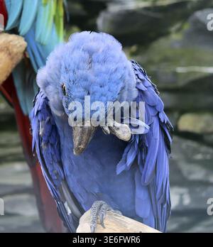 Gros plan d'un aras jacinthe préparant méticuleusement ses plumes bleues éclatantes tout en étant perché sur une branche de bois Banque D'Images