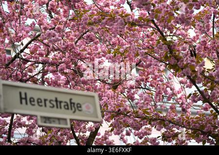 Bonn, Allemagne. 6 avril 2026. Des fleurs de cerisier fleurissent à Bonn, Allemagne, le 6 avril 2026. Crédit : Ulrich Hufnagel/Xinhua/Alamy Live News Banque D'Images