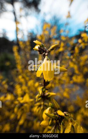 Plan macro de fleurs de forsythia jaune vif avec une faible profondeur de champ et un bokeh doux Banque D'Images