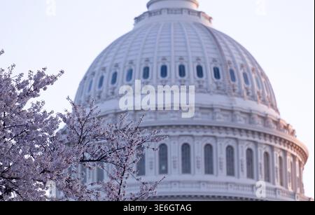 Aube du ciel lumineux derrière le dôme lumineux du Capitole à Washington DC avec les cerisiers en fleurs en premier plan Banque D'Images