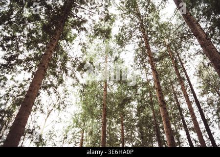 Vue en angle bas de grands pins s'étendant vers un ciel lumineux dans une paisible forêt à feuilles persistantes Banque D'Images
