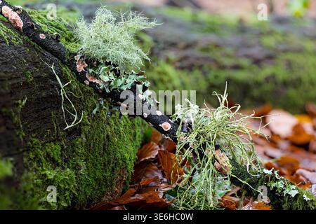 Ramilana cuspidata, barbe, lichens volants + mousse fongique de croûte grillée sur une branche, New Forest, Hampshire, Royaume-Uni Banque D'Images