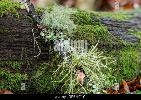 Ramilana cuspidata, barbe, lichens volants + mousse fongique de croûte grillée sur une branche, New Forest, Hampshire, Royaume-Uni Banque D'Images