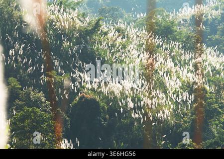 Herbe de Kans (Saccharum spontaneum), connue localement kash phool, sur les collines de Shimana para, Khagrachari, Bangladesh. Banque D'Images