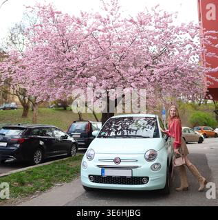 Prague, République tchèque, 3 avril 2026 : femme debout près d'une voiture sous des cerisiers en fleurs dans une rue de la ville au printemps. Banque D'Images