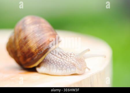 Grand escargot de raisin rampant sur un Stump en bois dans le jardin Banque D'Images