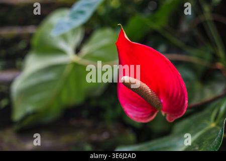 Fleur d'anthurium rouge éclatante en gros plan Banque D'Images