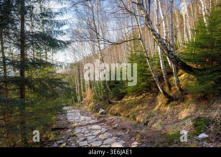 Un chemin de pierre sur un sentier de randonnée dans une forêt de montagne. Un chemin de pierre entre les conifères et les arbres à feuilles caduques. Arbres à flanc de montagne. Banque D'Images
