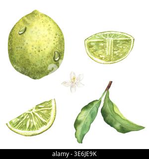 Ensemble clipart aquarelle citrus citron : fruits entiers, coin, fleur blanche et feuilles vertes avec des gouttes d'eau. Eléments isolés peints à la main pour l'emballage Banque D'Images