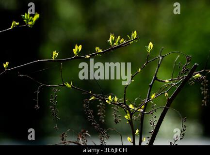 Growtg de printemps sur de longues branches d'arbre minces Banque D'Images