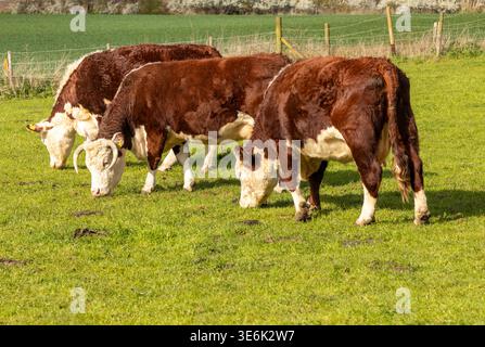 Trois vaches d'affilée, Hereford bétail pâturant dans un champ, Boyton, Suffolk, Angleterre, Royaume-Uni Banque D'Images