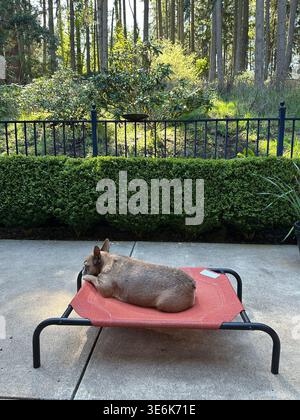 Un bouledogue français mignon et brun dormant sur un lit extérieur sur un patio avec un beau jardin et une forêt en arrière-plan. Banque D'Images