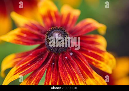 Vue macro détaillée de la fleur de rudbeckia montrant des pétales rouges et jaunes intenses contrastant avec un cône central sombre, placé dans une lumière naturelle douce Banque D'Images