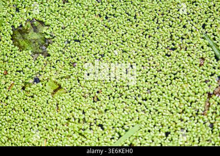 Vue rapprochée des plantes de lemna vert vif couvrant densément la surface de l'étang calme. Les débris naturels subtils et la végétation aquatique créent de la texture sous natu Banque D'Images