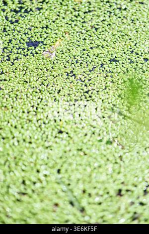 Vue rapprochée des plantes vertes de lemna couvrant densément la surface de l'eau dans un étang naturel extérieur. La lumière du jour douce met en valeur la texture et les tons vibrants du floa Banque D'Images