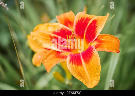 La floraison héréocallis brillante affiche de riches pétales orange avec un centre rouge, sur fond de feuillage vert flou doux à la lumière du jour. Macro perspectiv Banque D'Images