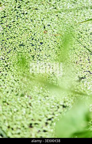 Vue rapprochée de plantes lemna flottantes couvrant densément le plan d'eau calme. Une lumière naturelle douce met en valeur les tons verts frais et la végétation floue au premier plan Banque D'Images