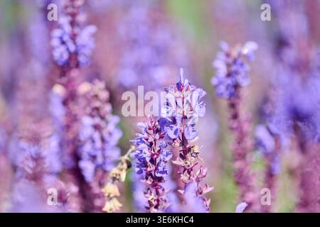 Gros plan détaillé de fleurs violettes éclatantes de salvia qui fleurissent dans un jardin lumineux et ensoleillé. L'arrière-plan flou améliore les grappes florales colorées et Banque D'Images