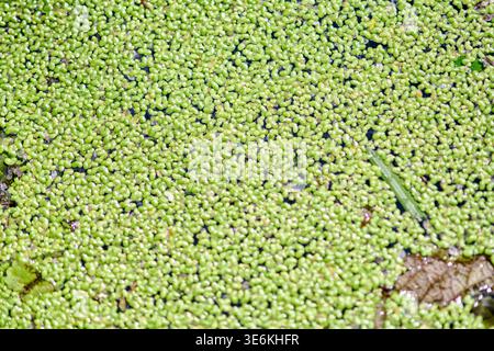 Vue rapprochée des plantes de lemna vert éclatant couvrant densément la surface de l'eau calme dans un environnement aquatique extérieur. Une lumière naturelle douce met en évidence fin de Banque D'Images