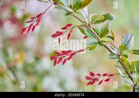 La branche Berberis présente des grappes de baies rouges vives et de feuilles vertes sur fond naturel flou. La lumière du jour douce améliore les couleurs éclatantes et Banque D'Images