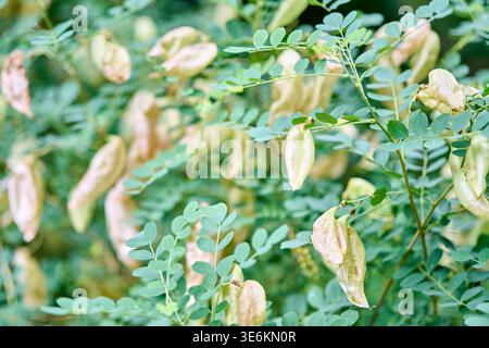 L'image montre un arbuste colutea arborescens avec des gousses de graines beige clair et des feuilles vertes délicates sous une lumière naturelle douce. Fond vert flou hig Banque D'Images