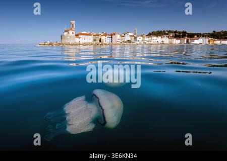 Vue panoramique sur une méduse en baril dans la mer Adriatique avec la ville de Piran, Slovénie Banque D'Images
