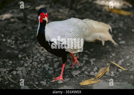 Faisan argenté gros plan dans le parc ornithologique, nycthemera lophura Banque D'Images