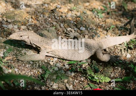 Grand lézard moniteur reposant sur le sol de la forêt rocheuse à la lumière naturelle du soleil, la faune en gros plan. Banque D'Images