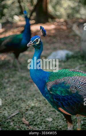 Perle indien ou Pavo cristatus, également connu sous le nom de perle commune ou perle bleu. Banque D'Images