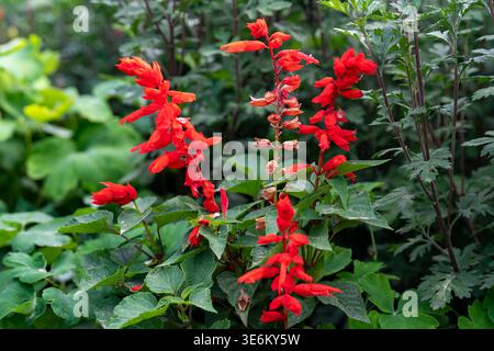 Fleurs de salvia rouge vibrantes dans Un lit de jardin vert luxuriant photo en gros plan Banque D'Images