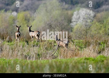 Cerfs rois (Capreolus capreolus) Banque D'Images