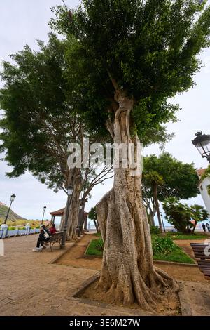 ICOD DE LOS VINOS, TENERIFE, ESPAGNE – 4 JUIN 2025 : grands arbres Ficus macrophylla noués avec des troncs tordus et des racines exposées bordant la promenade de Banque D'Images