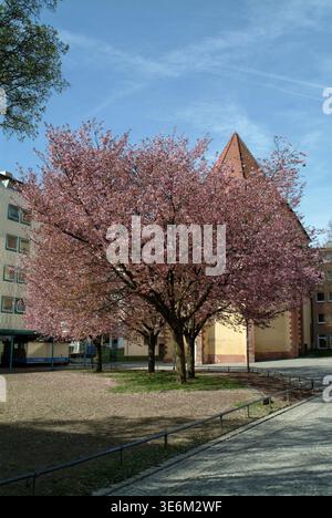 Pforzheim, Allemagne - 7 avril 2026 cerisier solitaire en carré, bâtiment de toit triangulaire derrière, branches symétriques lourd avec des fleurs, pavé PL Banque D'Images