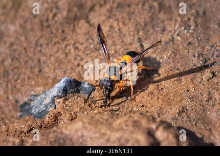 Ancistrocerus kerneri - guêpe vespide (Vespidae) vue de face sur sol brun Banque D'Images