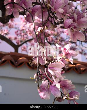 De beaux magnolia roses et blancs fleurissent dans les rues de Bucarest, Roumanie Banque D'Images