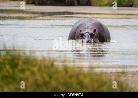 Un hippopotame se baignant paresseusement dans un trou d'eau (Hippopotamus amphibius) partiellement submergé dans un trou d'eau peu profond et boueux vautours avec des narines saillant au-dessus Banque D'Images