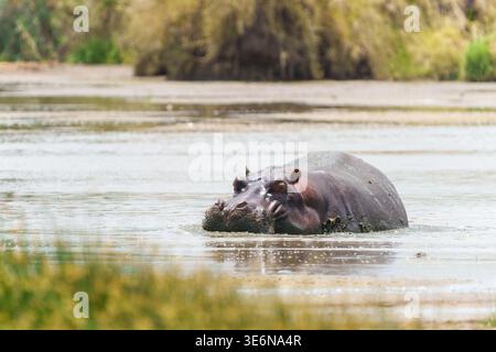 Un hippopotame se baignant paresseusement dans un trou d'eau (Hippopotamus amphibius) partiellement submergé dans un trou d'eau peu profond et boueux vauteux avec des narines et un visage poilu p Banque D'Images