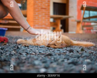La main douce frappe un chat tabby orange détendu allongé sur du gravier. Les yeux du chat sont à moitié fermés, montrant un contentement calme. La lumière du soleil met en évidence le texte en fourrure Banque D'Images