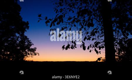 Arbres et branches silhouettés contre un ciel crépusculaire vif après le coucher du soleil, montrant la couleur chaude de l'horizon et les formes naturelles. Banque D'Images