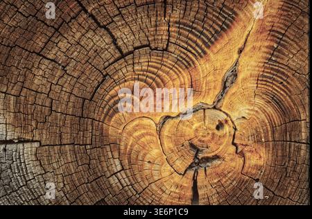 Gros plan d'un grain d'extrémité de bois brun chaud montrant des anneaux de croissance, des fissures naturelles et une texture de bois détaillée à partir d'une poutre historique de cabane en rondins. Banque D'Images