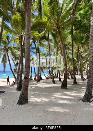 Cocotiers sur sable blanc près d'une plage tropicale sur l'île de Boracay, Aklan, Philippines. Banque D'Images