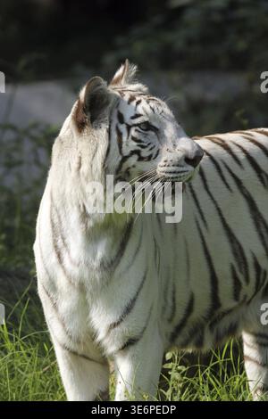 Tigre du Bengale Banque D'Images