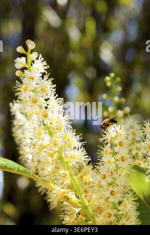 Ronda, malaga, espagne abeille occupée à chercher de nombreuses fleurs blanches avec des centres jaunes, pollinisant activement les fleurs de laurier cerisier Banque D'Images