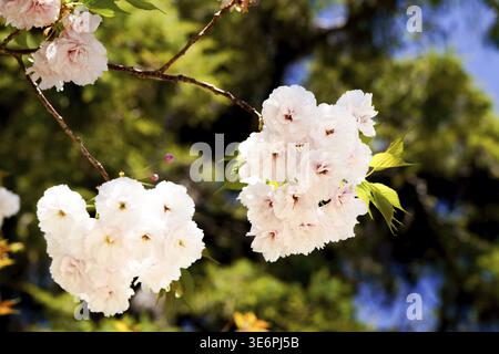 Ronda, malaga, espagne de délicates fleurs de cerisier roses fleurissent sur les branches d'arbres, illuminées par la lumière naturelle du soleil contre un bac vert et bleu flou Banque D'Images